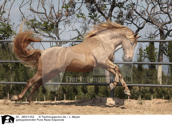 galoppierender Pura Raza Espanola / galloping Pura Raza Espanola / JM-01352