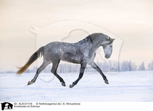 Andalusier im Schnee / Andalusian in the snow / ALK-01134