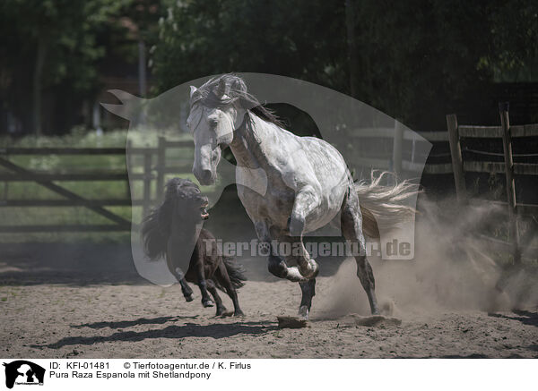 Pura Raza Espanola mit Shetlandpony / Pura Raza Espanola with Shetland Pony / KFI-01481