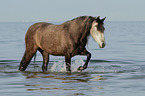 laufender Pura Raza Espanola