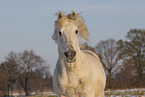 Pura Raza Espanola Portrait