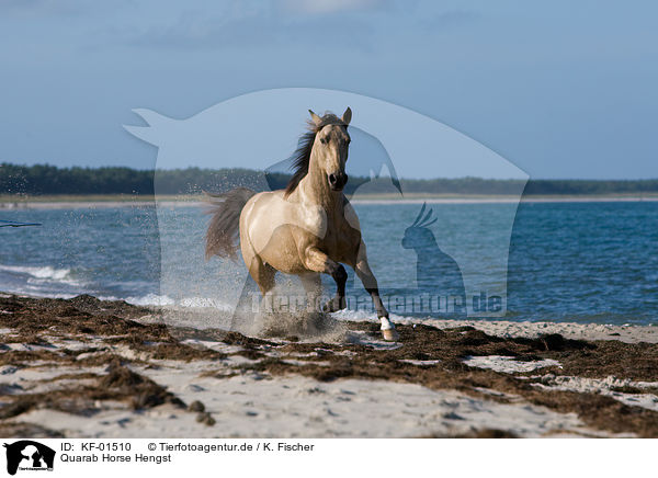 Quarab Horse Hengst / KF-01510