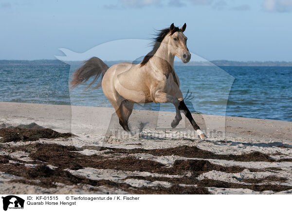 Quarab Horse Hengst / KF-01515