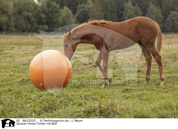 Quarab Horse Fohlen mit Ball / Quarab Horse faol with ball / JM-22223