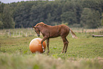 Quarab Horse Fohlen mit Ball