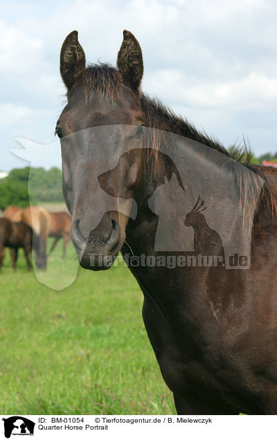 Quarter Horse Portrait / BM-01054