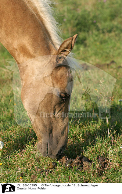 Quarter Horse Fohlen / Quarter Horse Foal / SS-05395