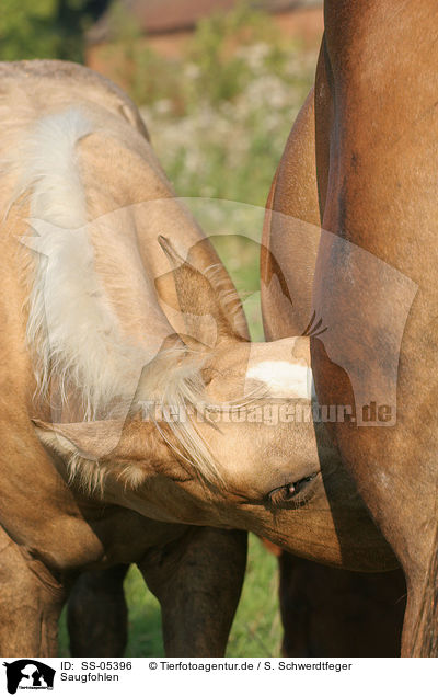 Saugfohlen / drinking foal / SS-05396