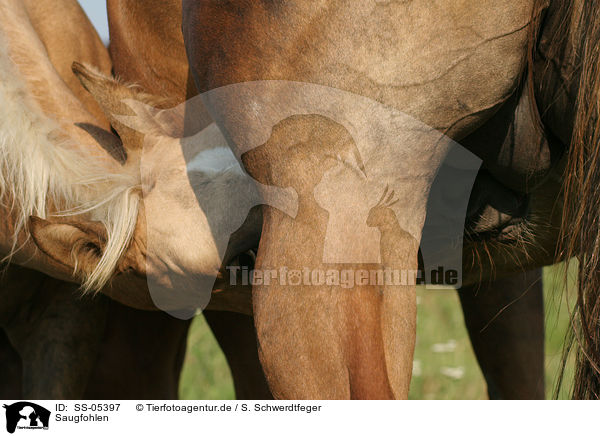 Saugfohlen / drinking foal / SS-05397