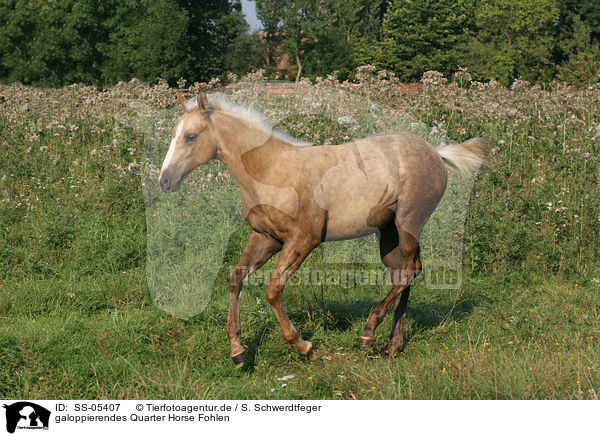 galoppierendes Quarter Horse Fohlen / galloping Quarter Horse Foal / SS-05407