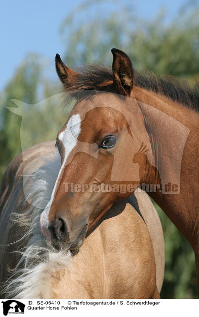 Quarter Horse Fohlen / Quarter Horse Foals / SS-05410