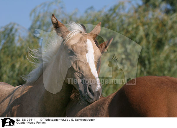 Quarter Horse Fohlen / Quarter Horse Foals / SS-05411