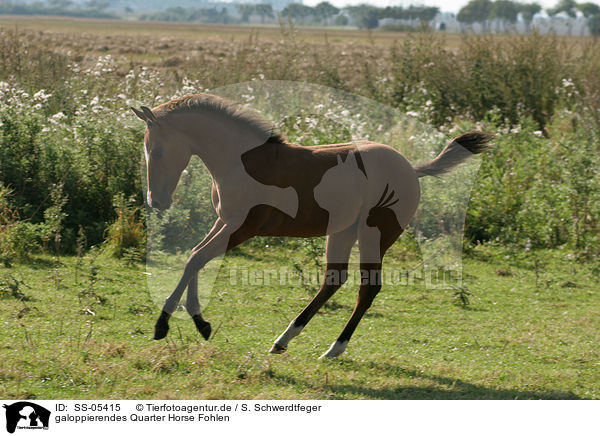 galoppierendes Quarter Horse Fohlen / galloping Quarter Horse Foal / SS-05415