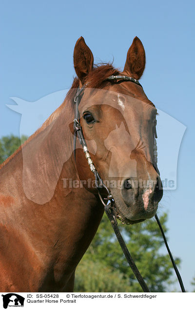 Quarter Horse Portrait / Quarter Horse Portrait / SS-05428