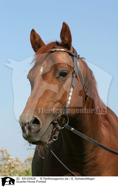 Quarter Horse Portrait / Quarter Horse Portrait / SS-05429
