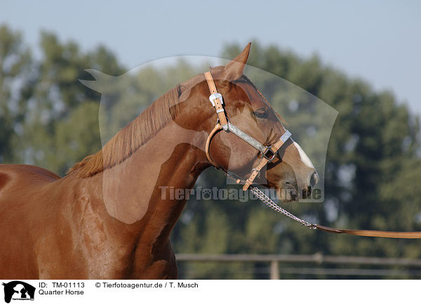 Quarter Horse / Quarter Horse / TM-01113