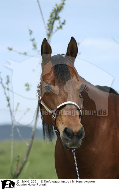 Quarter Horse Portrait / Quarter Horse Portrait / MH-01265