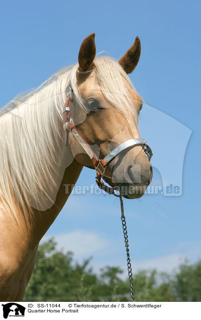 Quarter Horse Portrait / Quarter Horse Portrait / SS-11044