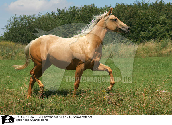 trabendes Quarter Horse / SS-11062