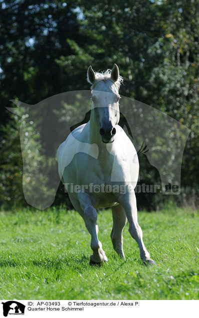 Quarter Horse Schimmel / white Quarter Horse / AP-03493
