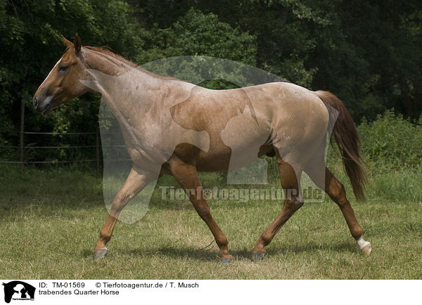 trabendes Quarter Horse / trotting Quarter Horse / TM-01569