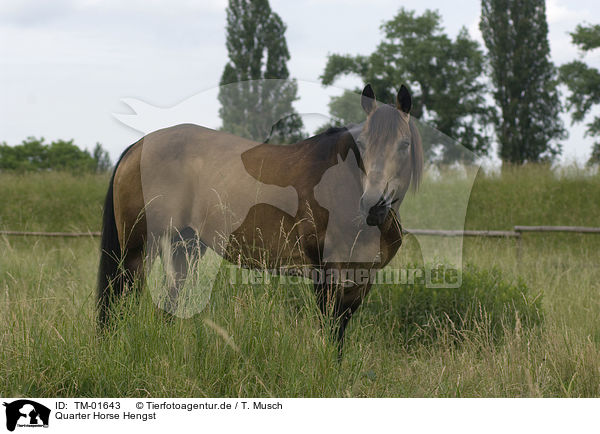 Quarter Horse Hengst / Quarter Horse stallion / TM-01643