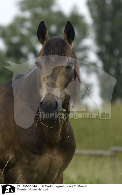 Quarter Horse Hengst / Quarter Horse stallion / TM-01644