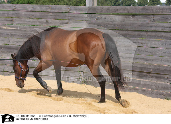 laufendes Quarter Horse / walking quarter horse / BM-01802