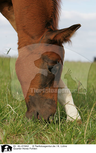 Quarter Horse Fohlen / Quarter horse foal / KL-01942