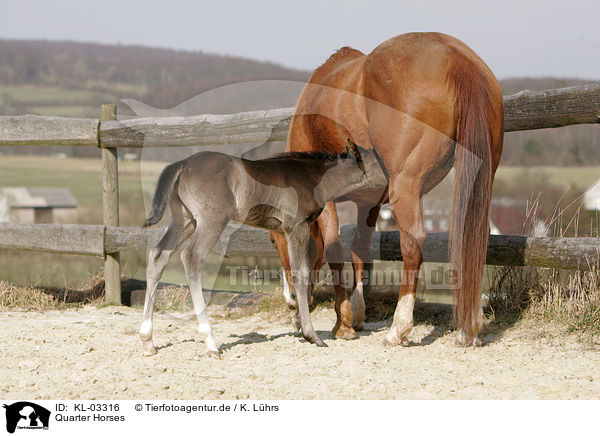 Quarter Horses / Quarter Horses / KL-03316