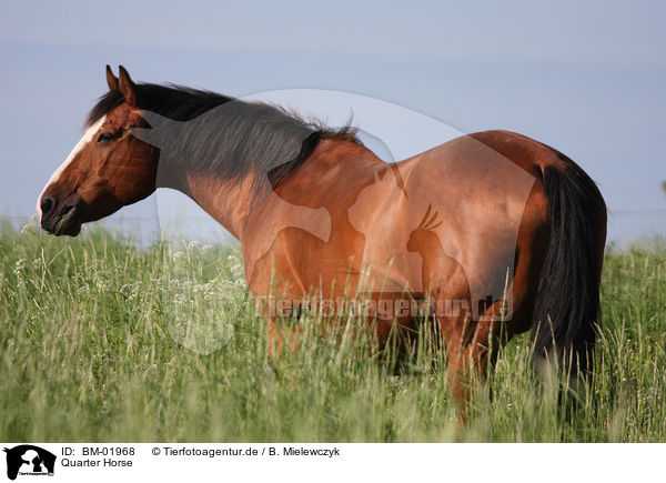 Quarter Horse / Quarter Horse / BM-01968