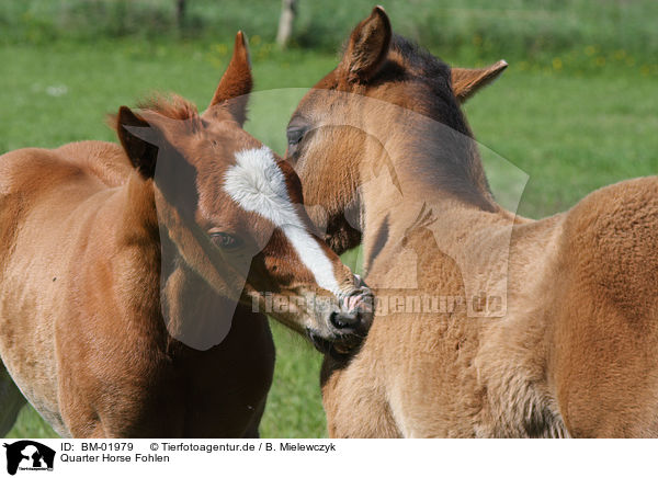 Quarter Horse Fohlen / Quarter Horse foals / BM-01979