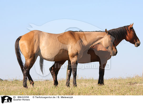 Quarter Horses / Quarter Horses / BM-02056
