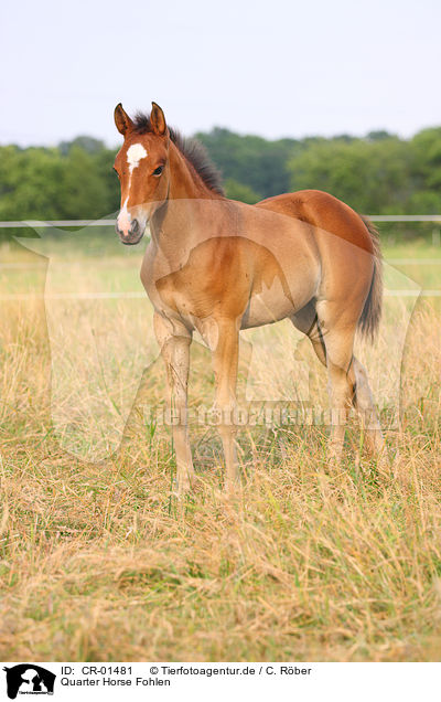 Quarter Horse Fohlen / Quarter Horse foal / CR-01481