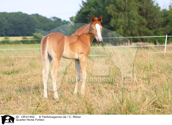Quarter Horse Fohlen / Quarter Horse foal / CR-01482