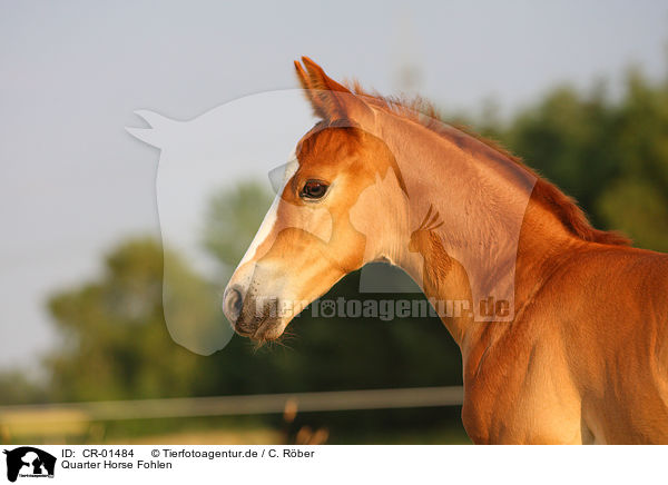 Quarter Horse Fohlen / Quarter Horse foal / CR-01484