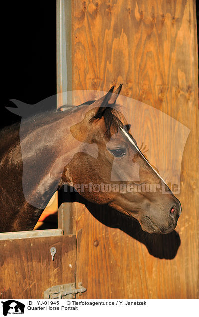 Quarter Horse Portrait / YJ-01945