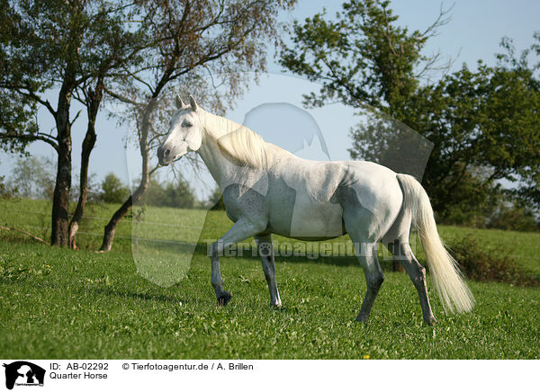 Quarter Horse / Quarter Horse / AB-02292