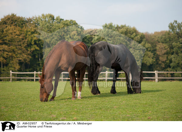 Quarter Horse und Friese / AM-02957