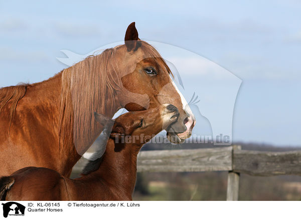 Quarter Horses / KL-06145