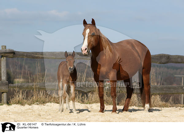 Quarter Horses / KL-06147