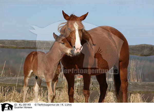 Quarter Horses / KL-06149