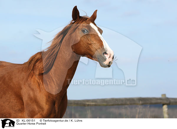 Quarter Horse Portrait / KL-06151