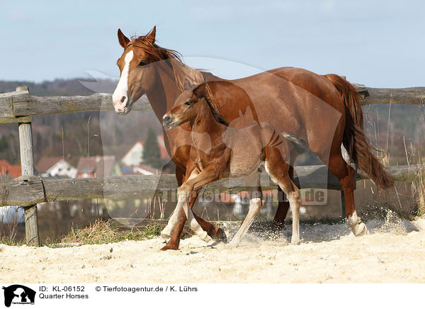 Quarter Horses / KL-06152