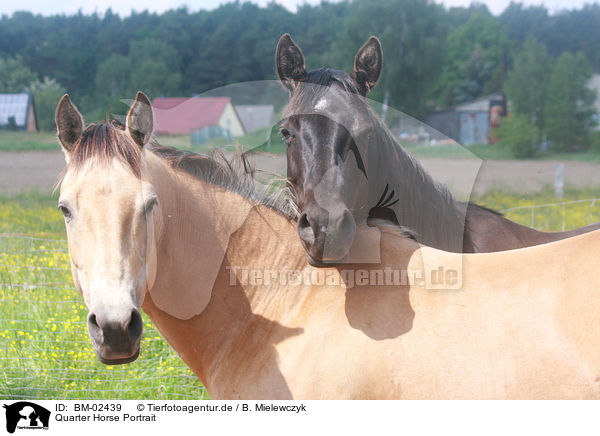 Quarter Horse Portrait / BM-02439