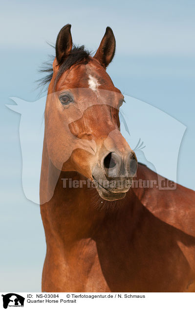 Quarter Horse Portrait / Quarter Horse Portrait / NS-03084