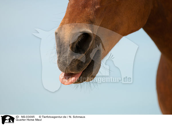 Quarter Horse Maul / Quarter Horse mouth / NS-03095