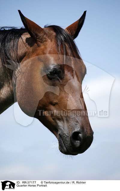 Quarter Horse Portrait / Quarter Horse Portrait / RR-37177