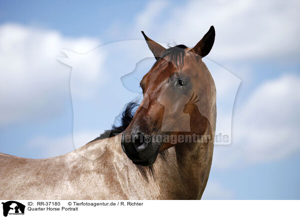Quarter Horse Portrait / Quarter Horse Portrait / RR-37180