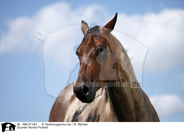 Quarter Horse Portrait / Quarter Horse Portrait / RR-37182